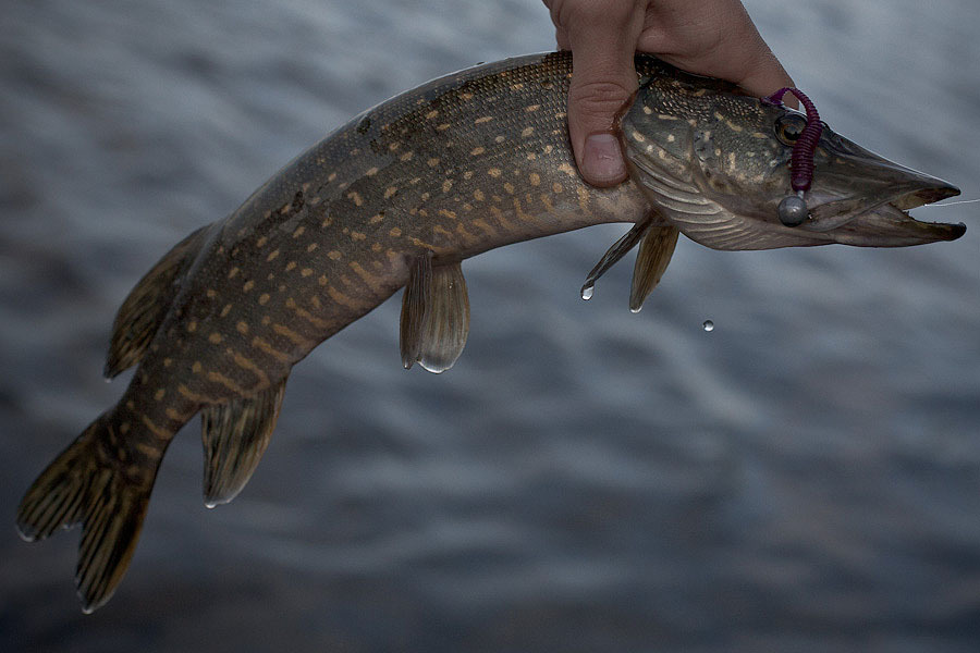 xfisher-8972.jpg