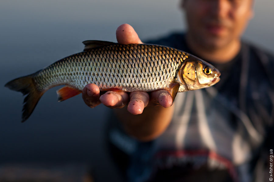 xfisher-9506.jpg