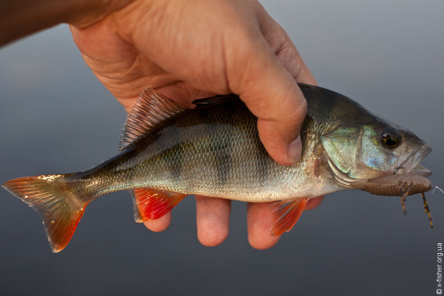 xfisher-9650.jpg