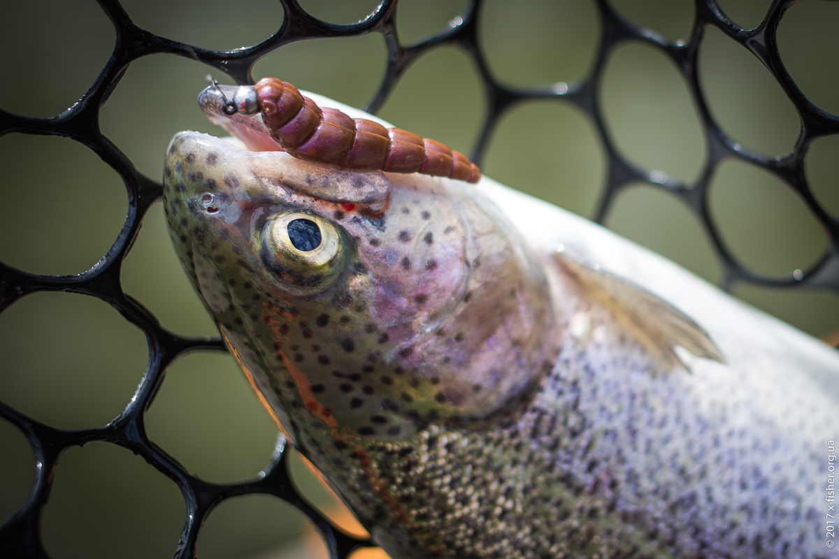 Yochu-FISHUP.jpg